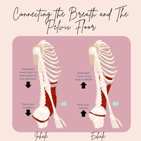 The diaphragm, deep abominals and pelvic floor all connect together during your inhale and exhale. Available as an instagram template. Pelvic Floor Release, Prolapse Exercises, Core Workout Gym, Kegel Exercise Benefits, Pelvic Floor Muscle Exercise, Inhale And Exhale, Kegel Exercise For Men, Health Posters, Pelvic Floor Therapy