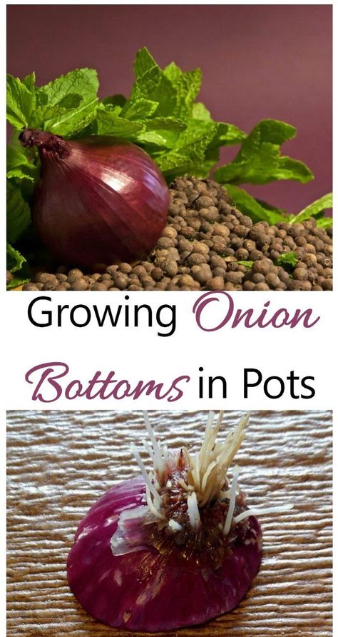 How To Propagate Onions, Growing An Onion From An Onion, Growing Onions In Grow Bags, Planting Red Onions, Plant Onion From Onion, How To Grow Red Onions, Planting Onions From Onions, How To Grow Onions From An Onion, Growing Onions From Scraps