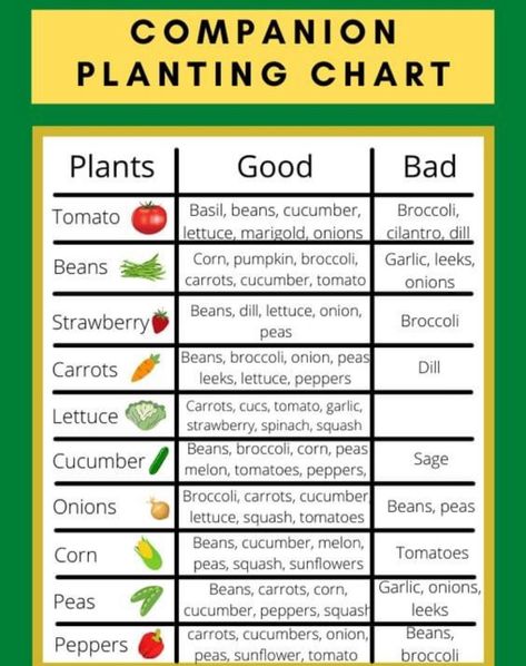 Companion Planting Layout, Tomato Companion Plants, Companion Planting Chart, Companion Planting Vegetables, Companion Gardening, Garden Companion Planting, When To Plant Vegetables, Vegetable Garden Planner, Tattoo Plant