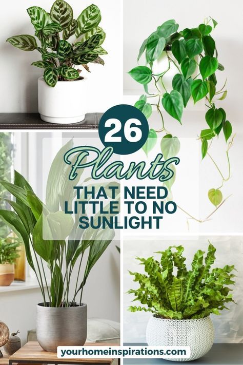 Green Living Rooms, Safe House Plants, Easy Indoor Plants, Low Light House Plants, Indoor Plants Low Light, Easy House Plants, Low Light Indoor Plants, Chinese Money Plant, Iron Plant