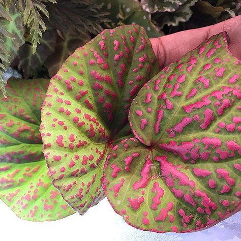 The Begonia Brigade on Instagram: “Begonia roseopunctata is a shrub-like stunner from the Sarawak in Malaysian Borneo. Described by Ruth Kiew in 2015, belonging to the white…” Vertikal Garden, Plant Care Houseplant, Plant Aesthetic, Buy Plants, White Hot, House Plants Indoor, Pretty Plants, Spring Is Coming, Plant Collection