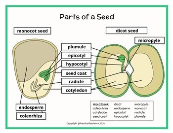 This is a worksheet designed to aid students in understanding the different parts of a seed - both a monocot and a dicot. It can be used at home for a homeschooler, or in the classroom. Suggested age range for this worksheet is 4th grade through middle school. A high schooler will most likely need a more detailed version of this worksheet.It can be printed either in color or there is black and white version. There is also an Easel activity included.It includes a labeling worksheet with a detaile Parts Of A Seed, Animal Cell, Parts Of A Flower, A Worksheet, Plant Cell, Word Bank, Easel Activities, Parts Of A Plant, In The Classroom