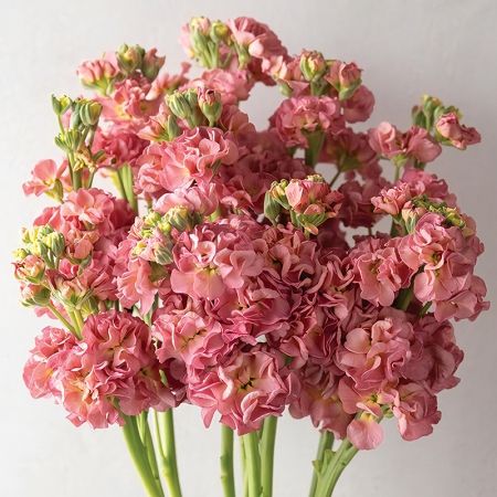 STOCKS STOX ROMANCE ANTIQUE ROSE SEEDS | New & Featured Flowers Flower Combinations, Seed Starting Mix, Succession Planting, Flowers To Grow, Flower Farming, Flower Varieties, Stock Flower, Cut Flower Garden, Plant Spacing