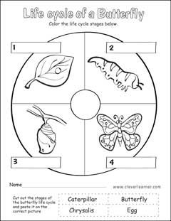 butterfly life cycle activity worksheet for preschools Butterfly Life Cycle Kindergarten, Life Cycle Kindergarten, Butterfly Life Cycle Preschool, Life Cycle Preschool, Butterfly Worksheet, Life Cycles Kindergarten, Life Cycle Worksheet, Butterfly Lifecycle, Life Cycles Preschool