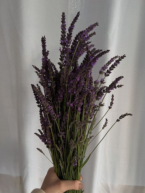 Drying Lavender, Doterra Serenity, Flower Lavender, Oils For Sleep, Essential Oils For Sleep, Lavender Aesthetic, Roman Chamomile, Lavender Flower, Marjoram