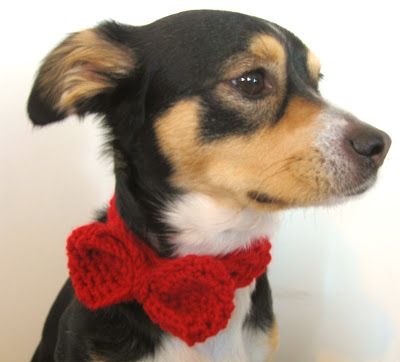 Today's pattern is a crochet pattern, not a knit pattern -- although it's very easy to knit a dog bow tie as well! Doesn't my pup Rosco... Crochet Bow Ties, Crochet Bow Pattern, Crochet Dog Hat, Crochet Dog Clothes, Dog Sweater Crochet Pattern, Free Pattern Crochet, Crochet Dog Patterns, Crochet Dog Sweater, Crochet Scarf Pattern Free