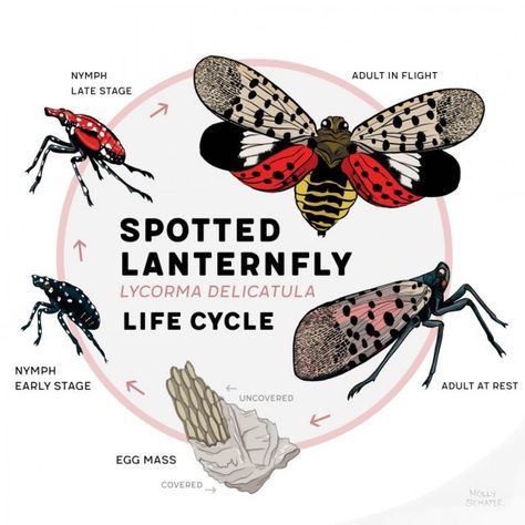 The Spotted Lanternfly 'spotted' in Massachusetts 😱🐞🐞🐞 Have you seen this pest? Here's how to handle this invasive species: https://www.a1exterminators.com/the-spotted-lanternfly-spotted-in-ma/ Lantern Fly, Homemade Lanterns, Spotted Lanternfly, Flying Lantern, Plastic Milk, Fly Traps, Diatomaceous Earth, Invasive Species, Tree Care