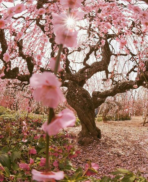 Dreamy <3 Spring Scenery, Japan Picture, Tree Flowers, Spring Pictures, Sakura Tree, Sun Art, Shizuoka, Fukushima, Japan Photo