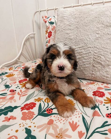 Hi I’m Pete!! Aren’t I so cute!? I love snuggling and running and playing in the grass. I can’t wait to go home with my furever family! - Pete • Phoebe + Teddys “Mickey Mouse” litter • Australian Mountain Doodle #bernendoodles #bernedoodlebreeder #bernedoodlepuppies #bernedoodlesofutah #doodlepuppies #doodlebreeder Australian Mountain Doodle, Mountain Doodle, The Grass, So Cute, I Can, Doodles, Puppies, I Love, Running