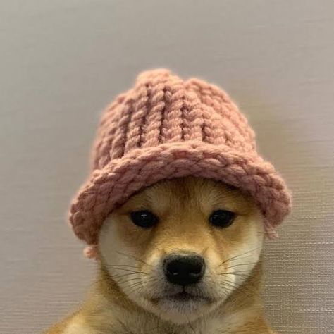 Dogwifhat | Know Your Meme Shiba Inu Dog, Know Your Meme, Shiba Inu, Logos