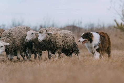 Herding Dogs: Why You Should Consider These Clever Breeds for Your Homestead Working Australian Shepherd, Herding Dogs Training, What Kind Of Dog, Dog Sports, Farm Dogs, Livestock Guardian, Dog Ages, Cattle Dogs, Rough Collie