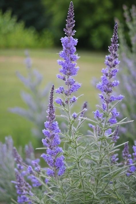 Discover the secrets of successfully growing Russian sage in your garden with these helpful tips and tricks. Learn how to plant, care for, and propagate this stunning perennial to add a pop of color and texture to your landscape. Find out the best growing conditions, watering needs, and pruning techniques for Russian sage to ensure it thrives in your garden all season long. Garden Sage, Russian Sage, Spider Mites, Attracting Bees, Hardy Perennials, Grow Strong, New Growth, Yard Ideas, North Pole