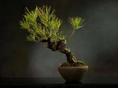 How To Grow a Bonsai Tree From Seeds Bonsai Soil Mixture, Bonsai From Seed, Soil Mixture, Bonsai Soil, Bonsai Tree, Grow Your Own, How To Grow, Front Yard, House Plants