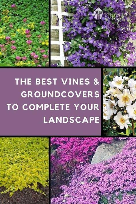 The best vines & groundcovers to complete your layered, 4-season landscape Perennial Garden Plans, Villa Architecture, Rock Landscaping, Plans Architecture, Garden Vines, Garden Shrubs, Landscaping Supplies, Flower Landscape, Landscape Plans