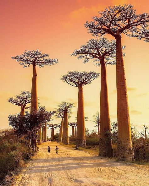 Avenue of the Baobab Madagascar Travel, Baobab Tree, Unique Vacations, Remote Island, Tall Trees, United Airlines, Africa Travel, Best Places To Travel, Luxor