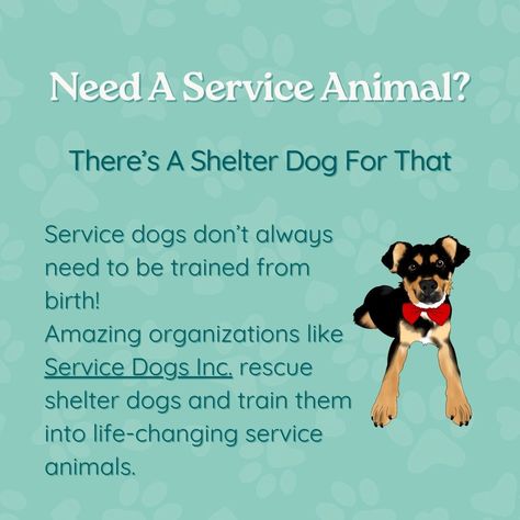 Looking for the perfect dog? 🐶 There’s a shelter dog for that! Whether you’re searching for a specific breed, a service dog, an emotional support buddy, or a dog that’s great with kids, shelters have dogs that fit every need.⁠ ⁠ While we encourage and promote the adoption of all pets, today, we’re shining a spotlight on our canine companions during Clear the Shelters Month.⁠ ⁠ Did you know you can find purebred dogs in shelters more often than you might think? And if you’re set on a specific ... Service Dog Breeds, Service Dogs Breeds, Dogs Ideas, Psychiatric Service Dog, Service Dog Training, Shelter Dog, Dogs Training, Purebred Dogs, Service Dog