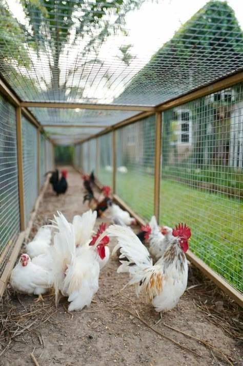 Reban Ayam, Como Plantar Pitaya, Chicken Tunnels, Chicken Coop Garden, Backyard Chicken Coop Plans, Backyard Chicken Coop, Backyard Chicken Farming, Front Yard Landscaping Australian, Chicken Garden