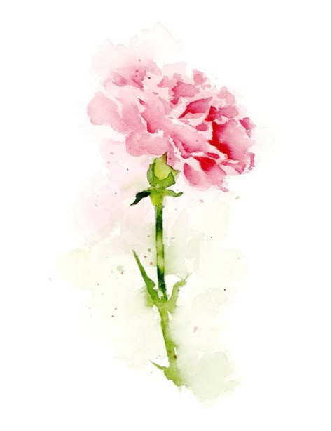 pink carnations Pink Carnation Drawing, Carnation Flower Watercolor Painting, Pink Carnation Aesthetic, Carnation Flower Watercolor, Carnation Watercolor, Watercolor Carnation, Carnation Drawing, Carnation Tattoo, Purple Carnations