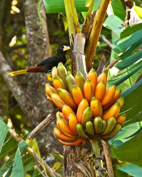 Jungle Fruit, Banana Types, Banana Trees, Banana Flower, Banana Plants, Types Of Fruit, Banana Tree, Growing Fruit, Exotic Fruit