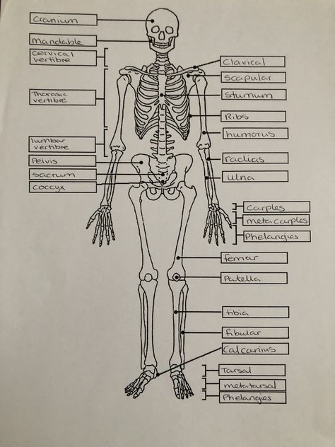 Skeleton Diagram, Nursing School Studying Cheat Sheets, Biology Diagrams, Anatomy Notes, Learn Biology, Basic Anatomy, Nurse Study, Medical Jobs, Medical School Life