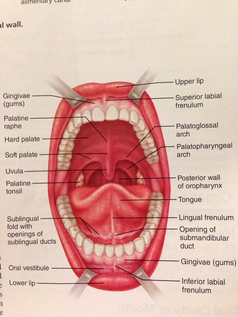 Anterior view of the oral cavity. Oral Cavity Anatomy, Human Body Science Projects, Hygiene School, Dental Assistant Study, Body Science, Human Body Science, Soft Palate, Dental Hygiene School, Dentistry Student