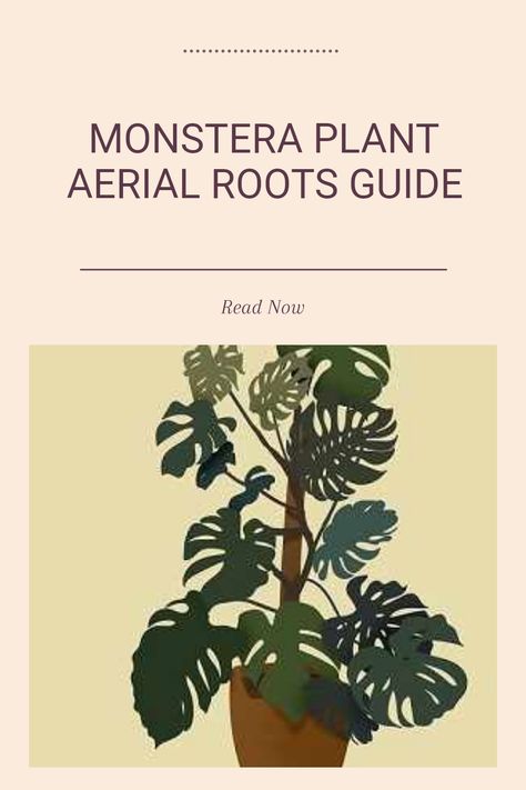 Learn all about Monstera plant aerial roots and their importance for overall plant health. Discover how these unique roots not only help the plant cling to structures but also absorb moisture and nutrients from the air. This guide will give you practical insight into the functions and care techniques associated with these aerial roots. Whether you are a new plant owner or an experienced gardener, understanding the role of Monstera’s aerial roots can enhance your ability to nurture this stunning houseplant in a more enriching way. Plant Meanings, Monstera Obliqua, Monstera Plants, Dark Green Background, New Roots, Root Growth, Monstera Plant, Plant Health, Monstera Deliciosa