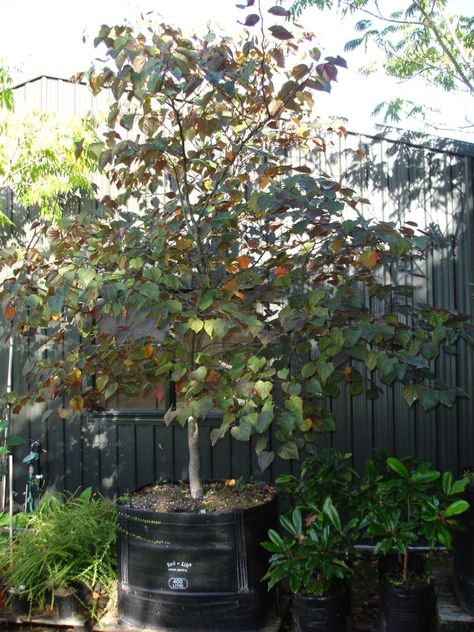 400ltr forest pansy Forest Pansy, Burgundy Foliage, Cercis Canadensis, Dark Burgundy, Small Trees, Small Garden, Pansies, Forest, Plants