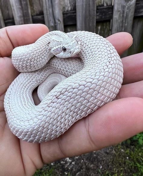 Mexican Black Kingsnake, Western Hognose Snake, Rare Albino Animals, Snake Turtle, Snake Photos, Hognose Snake, Pretty Snakes, Colorful Snakes, Corn Snake