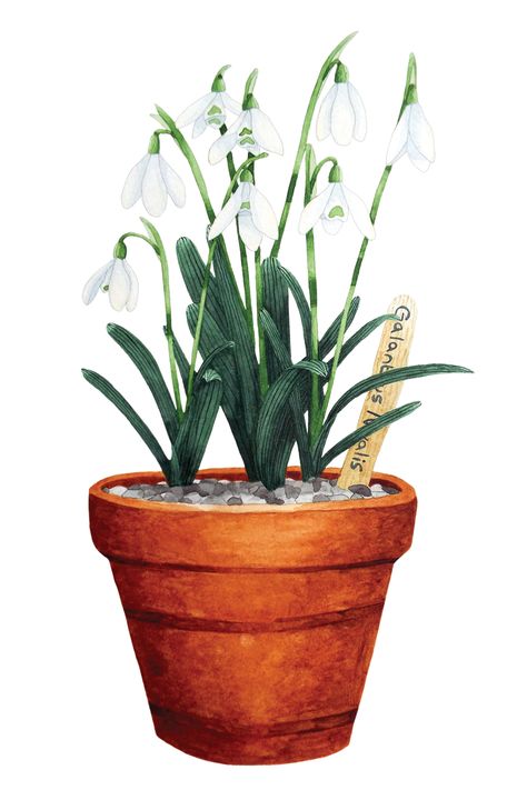 An art print featuring a watercolour painting of a bunch of delicate snowdrops in a simple terracotta pot. Teracotta Pots, Flowers In A Pot, Snowdrop Flowers, Fruit Artwork, Fruit Illustration, Terracotta Pot, Flowers Print, Flowers Art, All Flowers