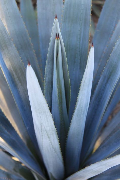 Blue Agave Plant, Blue Agave, Agave Plant, Plant Aesthetic, Plant Painting, Agaves, Landscaping Plants, Mexican Restaurant, Green Aesthetic