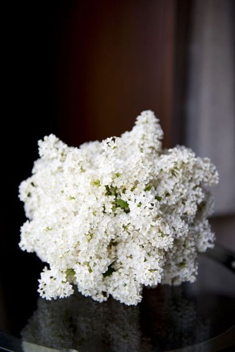 Absolutely Stunning…. A bouquet of all white lilacs.♥ Lilac Wedding Bouquet, Colin Cowie Wedding, Lilac Bouquet, White Lilac, White Wedding Flowers, Spring Flower, Bridal Flowers, Flower Bouquet Wedding, Beautiful Bouquet