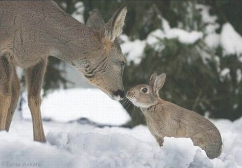 Real Life Bambi and Thumper (Credit to Tanja Askani) - Imgur Deer Deterent, Winnie Poo, Animal Intelligence, Bambi And Thumper, Deer Pictures, Animals Friendship, A Deer, Forest Friends, Main Game