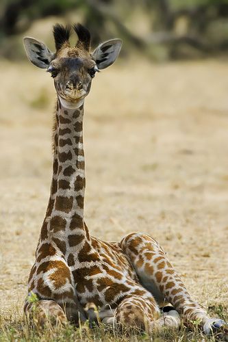 Giraffe Sitting, Terrestrial Animals, Masai Giraffe, Giraffe Pictures, Magical Nature, Nature Tour, The Giraffe, Cute Giraffe, Baby Giraffe