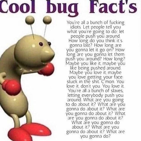 Cool Bug Facts, Possum Memes, Bug Facts, Facts Funny, Cool Bugs, Bug Art, Positive Mental Health, You Meme, Silly Images