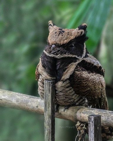 Night Jar Bird, Great Eared Nightjar, Nightjar Bird, Safet Zec, Dragon Bird, Interesting Animals, Unusual Animals, Pretty Animals, Bird Pictures