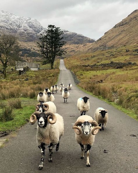 Photos Of Britain 🇬🇧 on Instagram: “How many Scottish sheep do you spot? 🐏 I started to count but I fell asleep. I've always loved this photo but being a bit daft I've never…” Traffic Jam, Scotland Highlands, Pierre Auguste Renoir, Scotland Travel, Scottish Highlands, Animal Kingdom, Outlander, In The Middle, Farm Animals