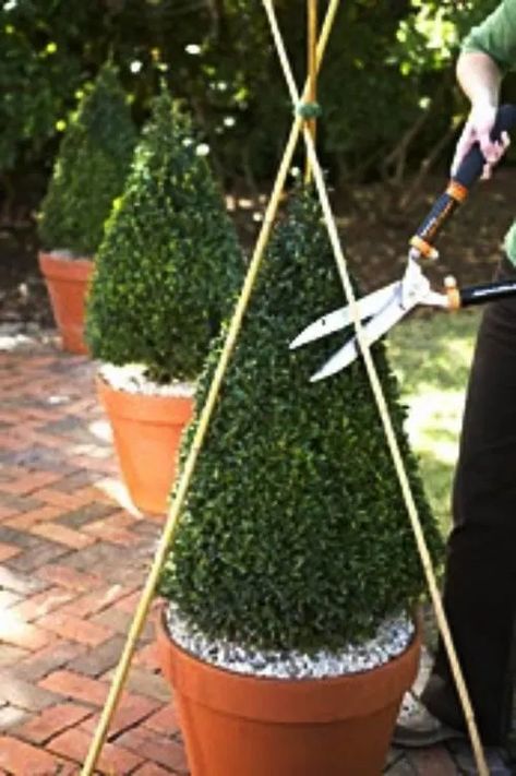 Mastering Basic Topiary Techniques - Dengarden Topiary Garden, Home Garden Design, Have Inspiration, Garden Containers, Formal Gardens, Garden Cottage, Dream Garden, Yard Landscaping, Garden Projects