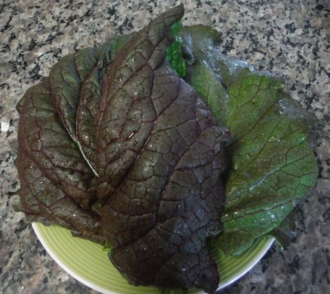 Chop up these Japanese Giant Red Mustard Greens to sauté as a side dish.    Not all greens are created equal. Growing up in Michigan, I... Red Mustard Greens Recipe, Easy Egg Bake, How To Cook Greens, Baked Eggs Recipe, Mustard Recipe, Chicken Salad Sandwich, Sausage And Peppers, Mustard Greens, Easy Eggs