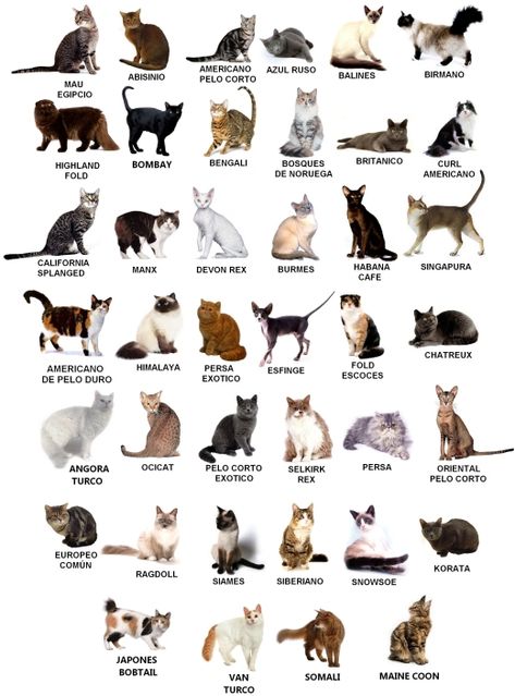 Figaro Cat, Cat Types, Bambino Cat, Singapura Cat, Cat Tricks, Different Types Of Cats, Caracal Cat, Laperm, Manx Cat