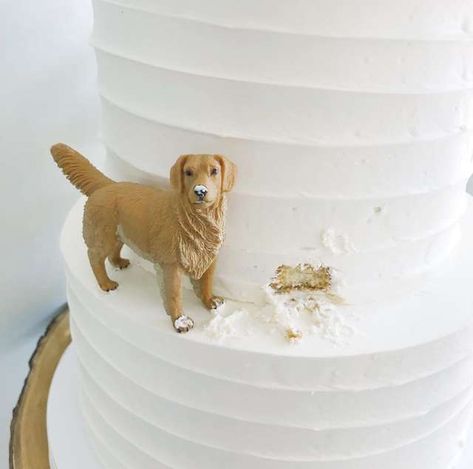 Wedding Cakes Dog, Dog Cake Topper Wedding, Themed Wedding Cakes, 강아지 그림, Dog Cake, Future Wedding Plans, Cute Wedding Ideas, Dog Wedding, Dog Eating