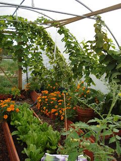 Our New Life in the Country: The Story of a Tunnel Poly Tunnel Greenhouses, Polly Tunnel, Poly Tunnel, High Tunnel, Diy Greenhouse Plans, Green Houses, Greenhouse Growing, Backyard Greenhouse, Market Garden