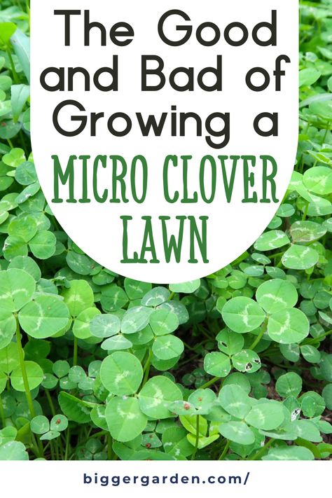 Discover the pros and cons of growing a micro clover lawn, a popular lawn alternative that enhances backyard landscaping designs. Explore how micro clover can serve as a ground cover, perfect for lawn and landscape projects. Micro Clover Lawn, Clover Lawns, Micro Clover, Small Rock Garden Ideas, Lawn Alternative, Clover Lawn, Drought Tolerant Shrubs, Grass Species, Weeping Trees