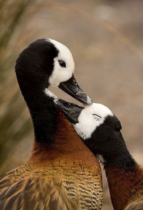 Duck Photo, Pretty Animals, Two Birds, Exotic Birds, Pretty Birds, Colorful Birds, Little Birds, Cute Little Animals, Animals Friends