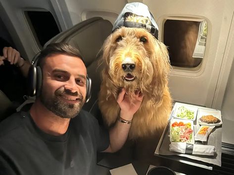 Brodie the Goldendoodle Flies First-Class With His Owner Brodie The Goldendoodle, Goldendoodle Names, Saint Bernards, Teddy Bear Hug, Flying First Class, First Class Seats, Flying Dog, Famous Dogs, St Bernard