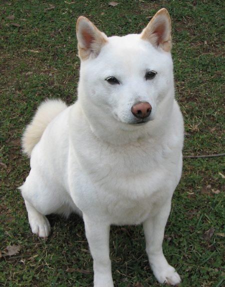 White Shiba Inu, cutest fluffiest doggy around. White Shiba Inu, Jindo Dog, Service Dog Training, Vet Clinic, Air Max Day, Shiba Inu Puppy, Shiba Inu Dog, Pet Vet, Dream Dog