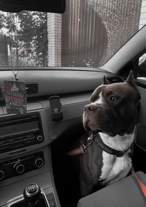 Pitbulls And Dobermans, Pitbulls Scary, Pitbull Dog Aesthetic, Cute Pitbulls Aesthetic, Pitbull Scary, Dog In Car Aesthetic, Pitbulls Aesthetic, Doggos Aesthetic, Pittbulls Dogs