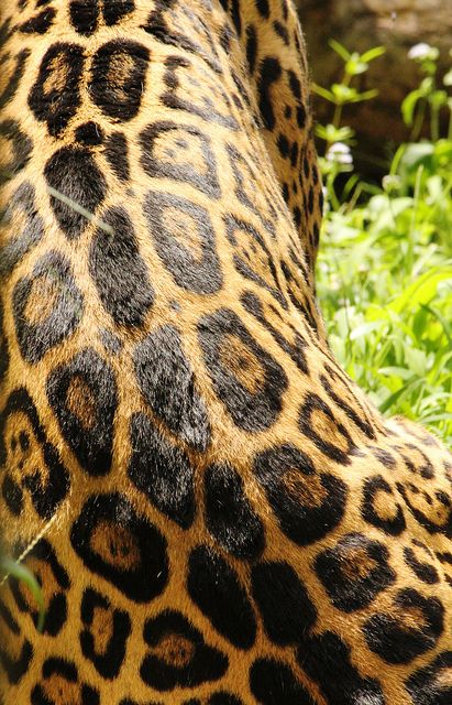 Leopard Skin, Jaguar Pattern, Cheetah Spots, Jaguar Print Aesthetic, Leopard Photo, Jaguar Spots, Jungle Tattoo, Leopard Close Up, Jungle Love