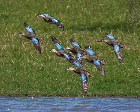 Green winged Teal Waterfowl Taxidermy, Duck Species, Teal Duck, Blue Winged Teal, Goose Hunting, Cactus Photography, Duck Season, Duck Photo, Duck Bird