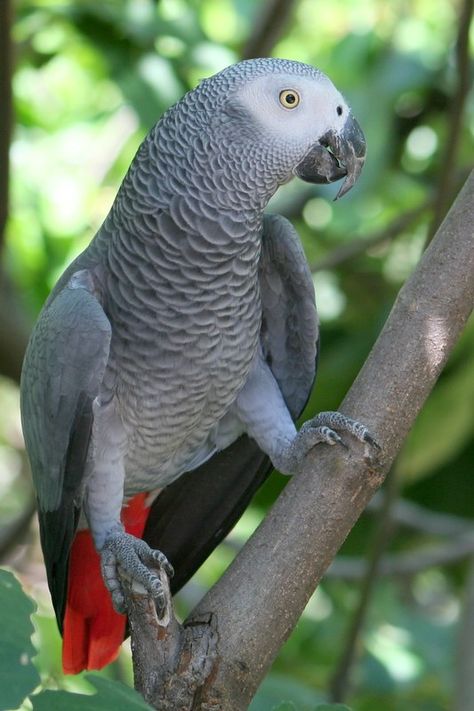 Grey Parrot (Psittacus erithacus ... Congo African Grey, Grey Parrot, Cat Species, African Grey Parrot, African Grey, Parrot Bird, African Countries, Exotic Birds, Tropical Birds