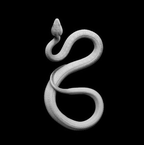 @archillect : https://t.co/D1TeDPvjwL Gaboon Viper, Boa Constrictor, White Lips, Shot Show, Pit Viper, Cute Reptiles, King Cobra, White Snake, Glamour Shots